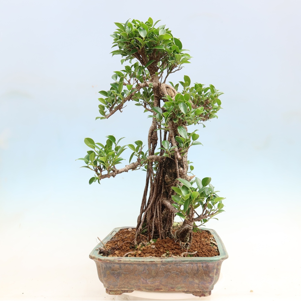 Camera bonsai - Ficus kimmen - ficus a foglie piccole