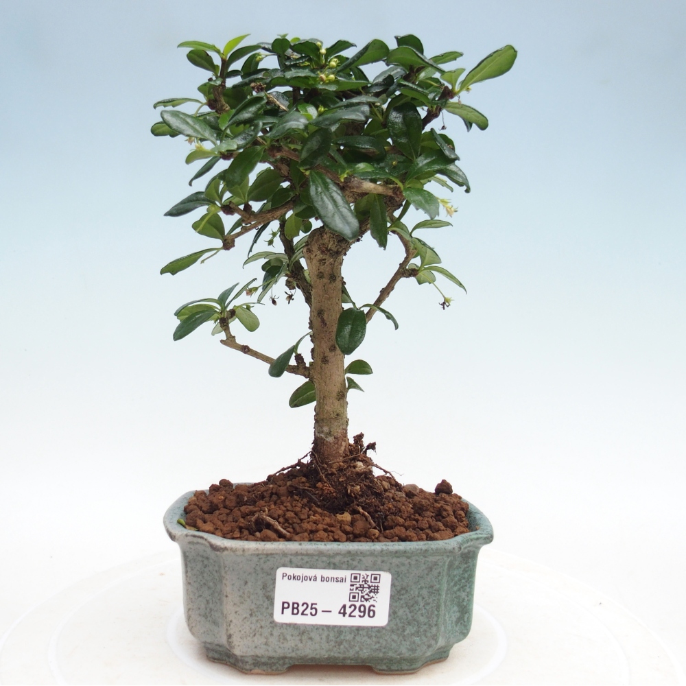 Camera bonsai - Carmona macrophylla - Tea fuki