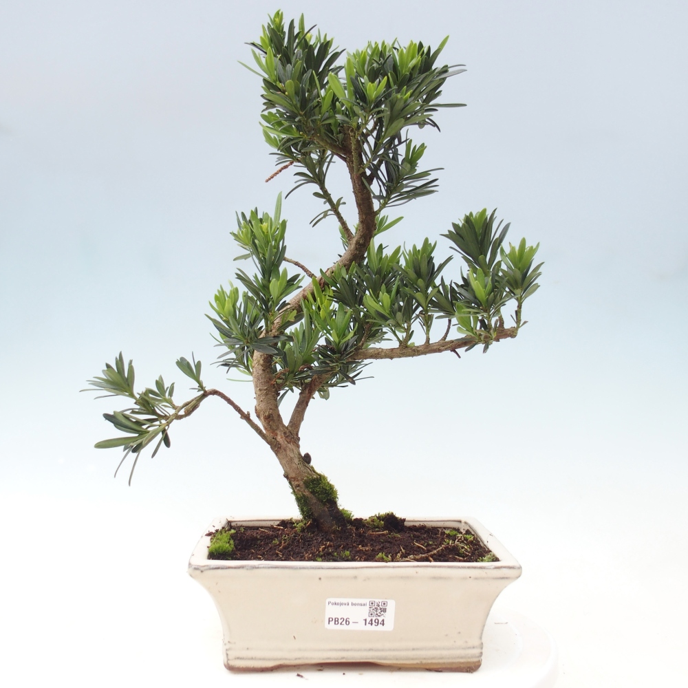 Camera bonsai - Podocarpus - Tasso delle pietre