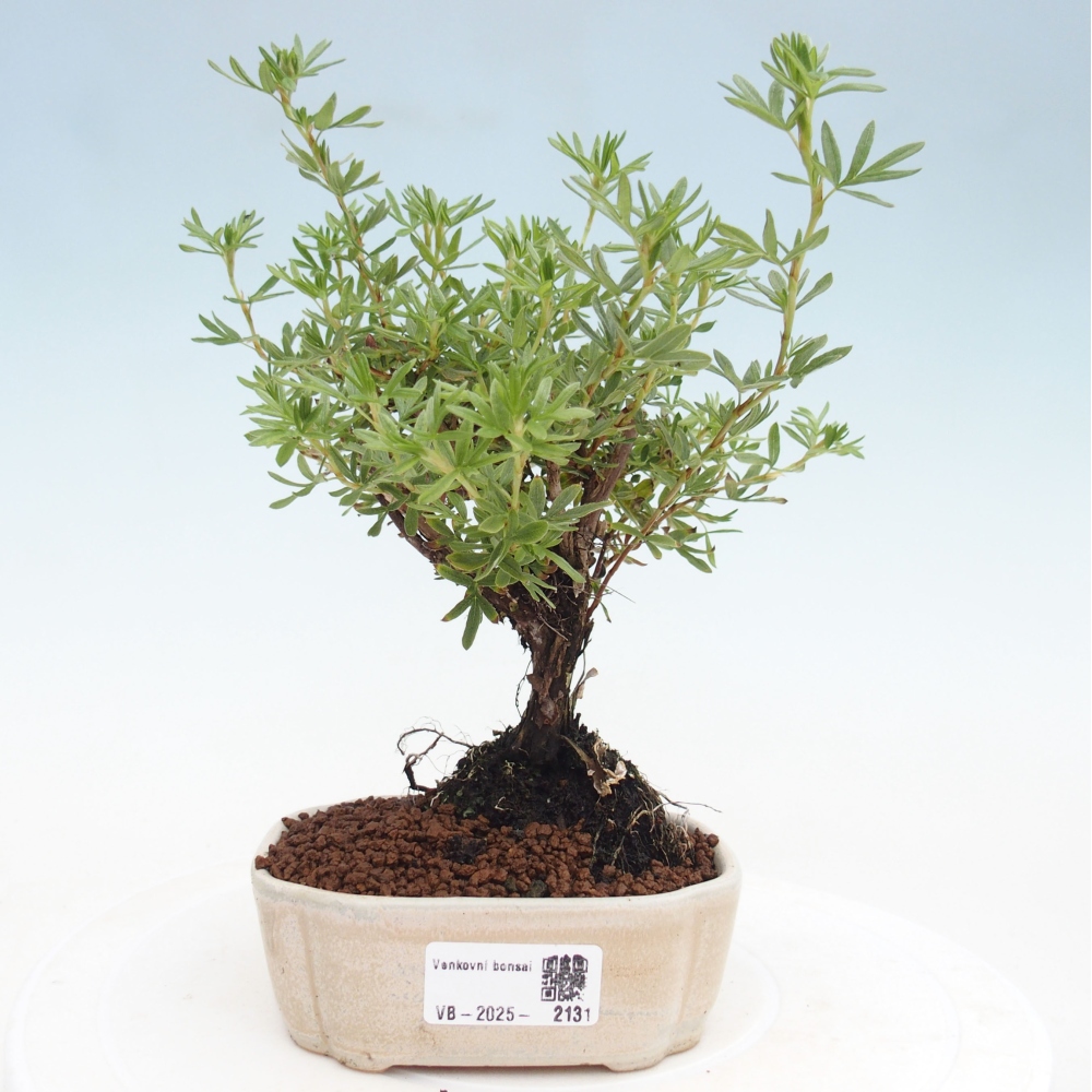 Bonsai da esterno - Potentila fruticosa yellow Bird
