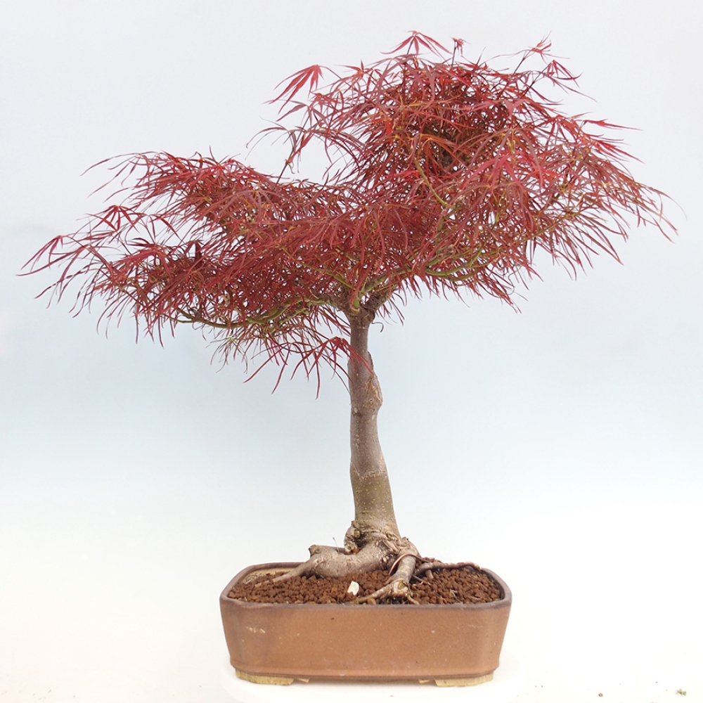 Bonsai da esterno - Acer palmatum RED PYGMY