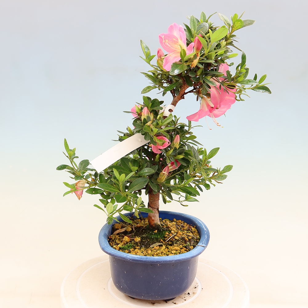Bonsai da esterno - Azalea giapponese - Azalea Santoka