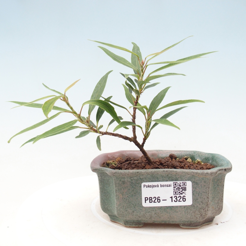 Camera bonsai - Ficus nerifolia - ficus a foglie piccole