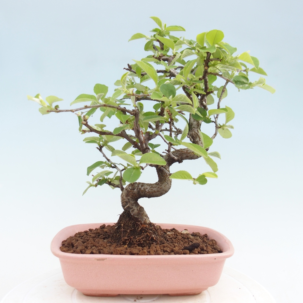 Bonsai da esterno - Chaneomeles chinensis