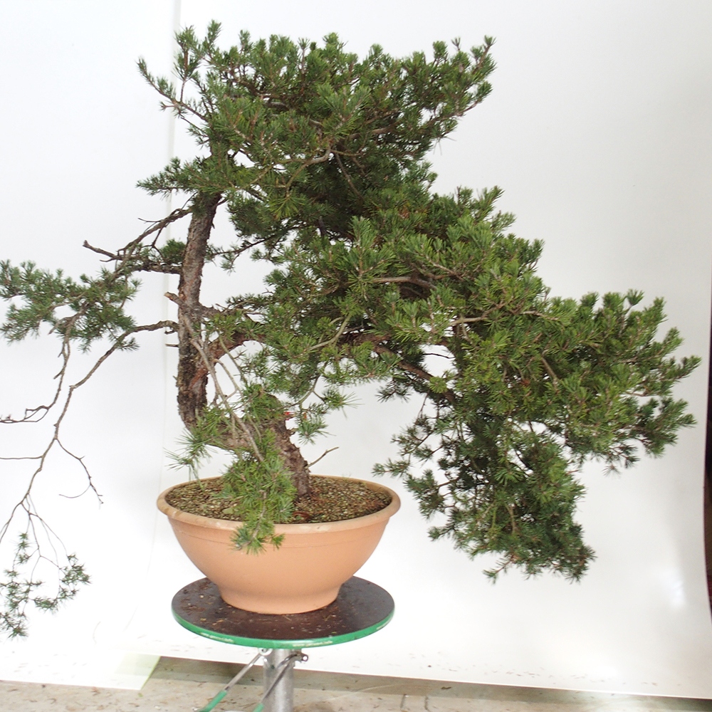 Yamadori - Pinus sylvestris Spagna