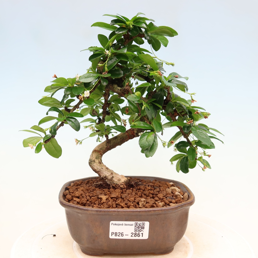 Camera bonsai - Carmona macrophylla - Tea fuki