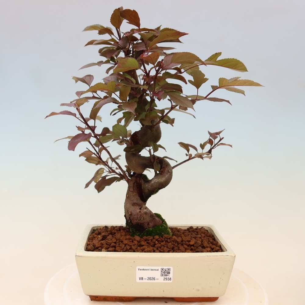 Bonsai da esterno -Malus domestica - Melo a piccoli frutti a foglie rosse