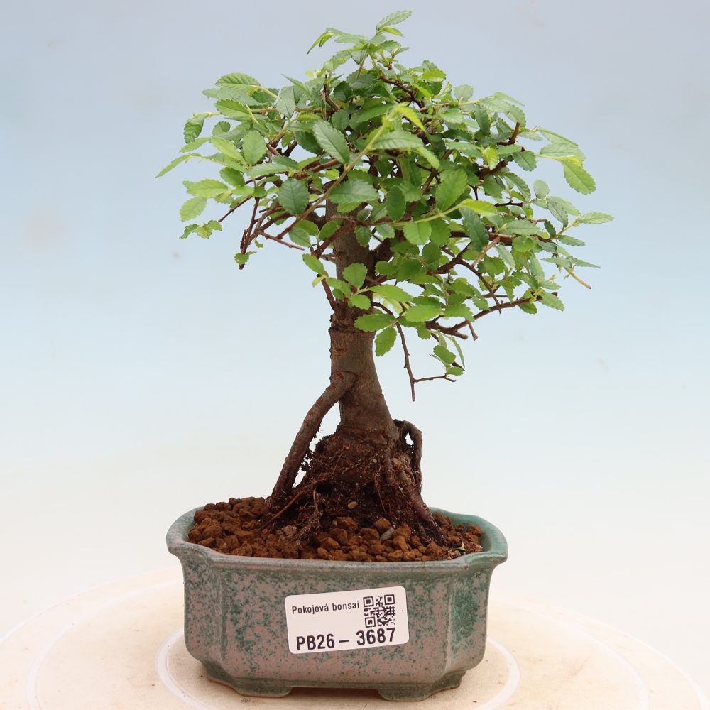 Camera bonsai - Ulmus parvifolia - Olmo a foglie piccole