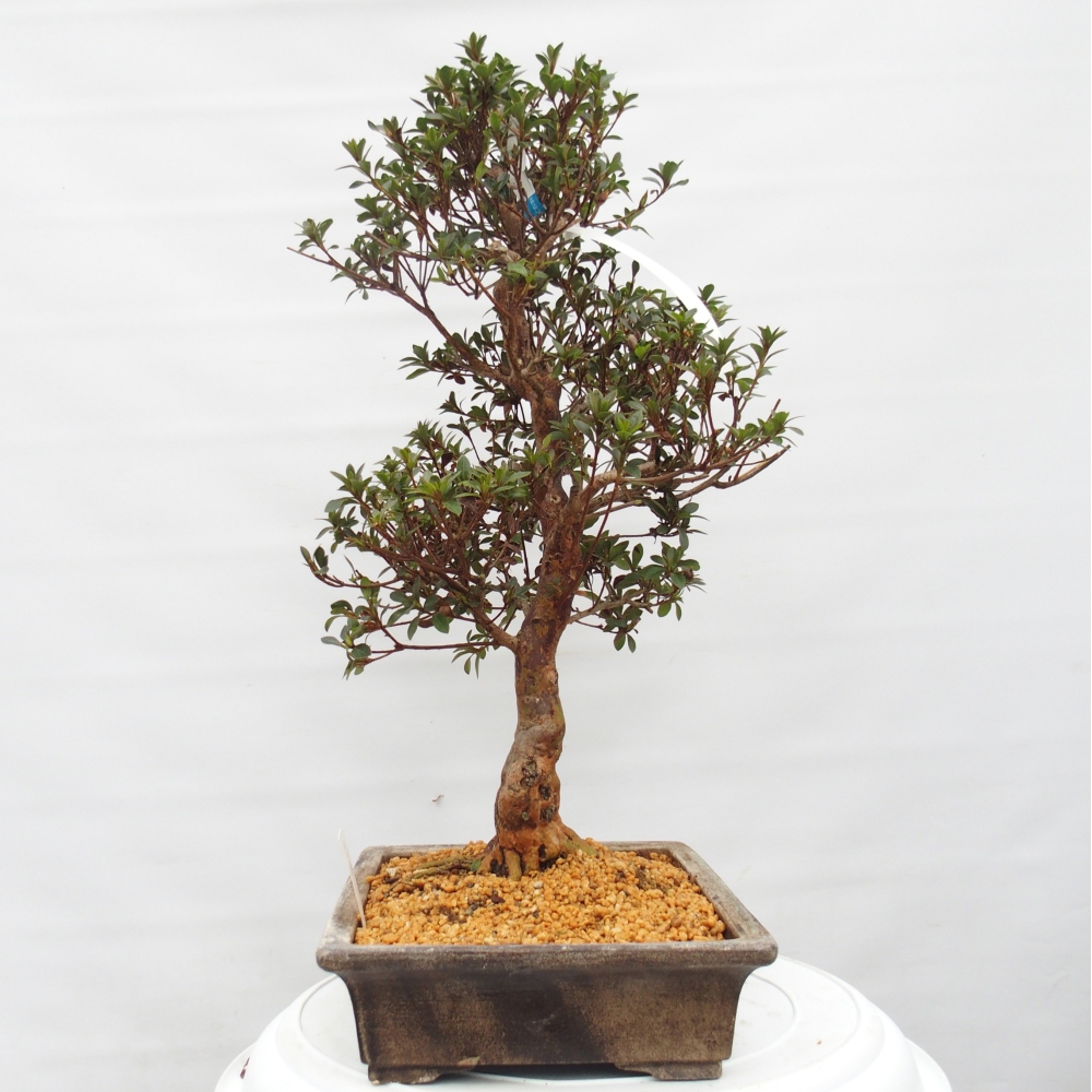 Bonsai da esterno - Azalea giapponese - Azalea Hanatsuzuri