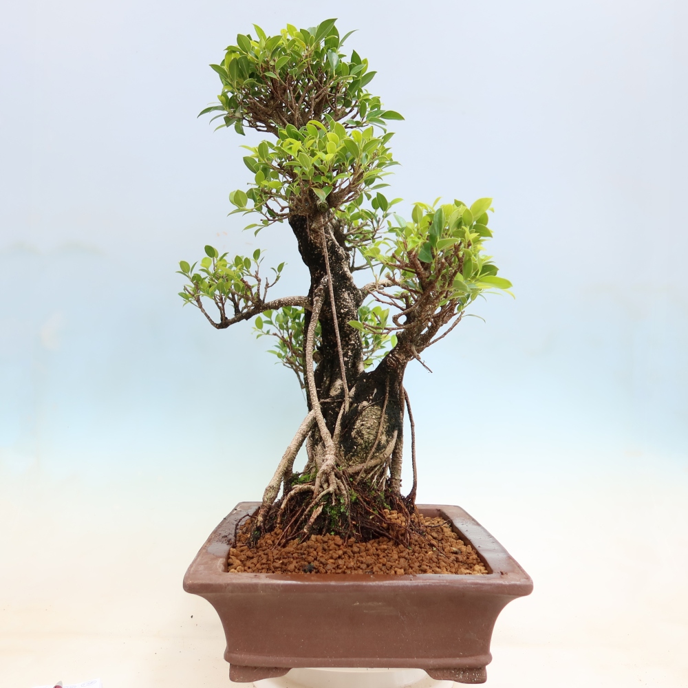 Camera bonsai - Ficus kimmen - ficus a foglie piccole