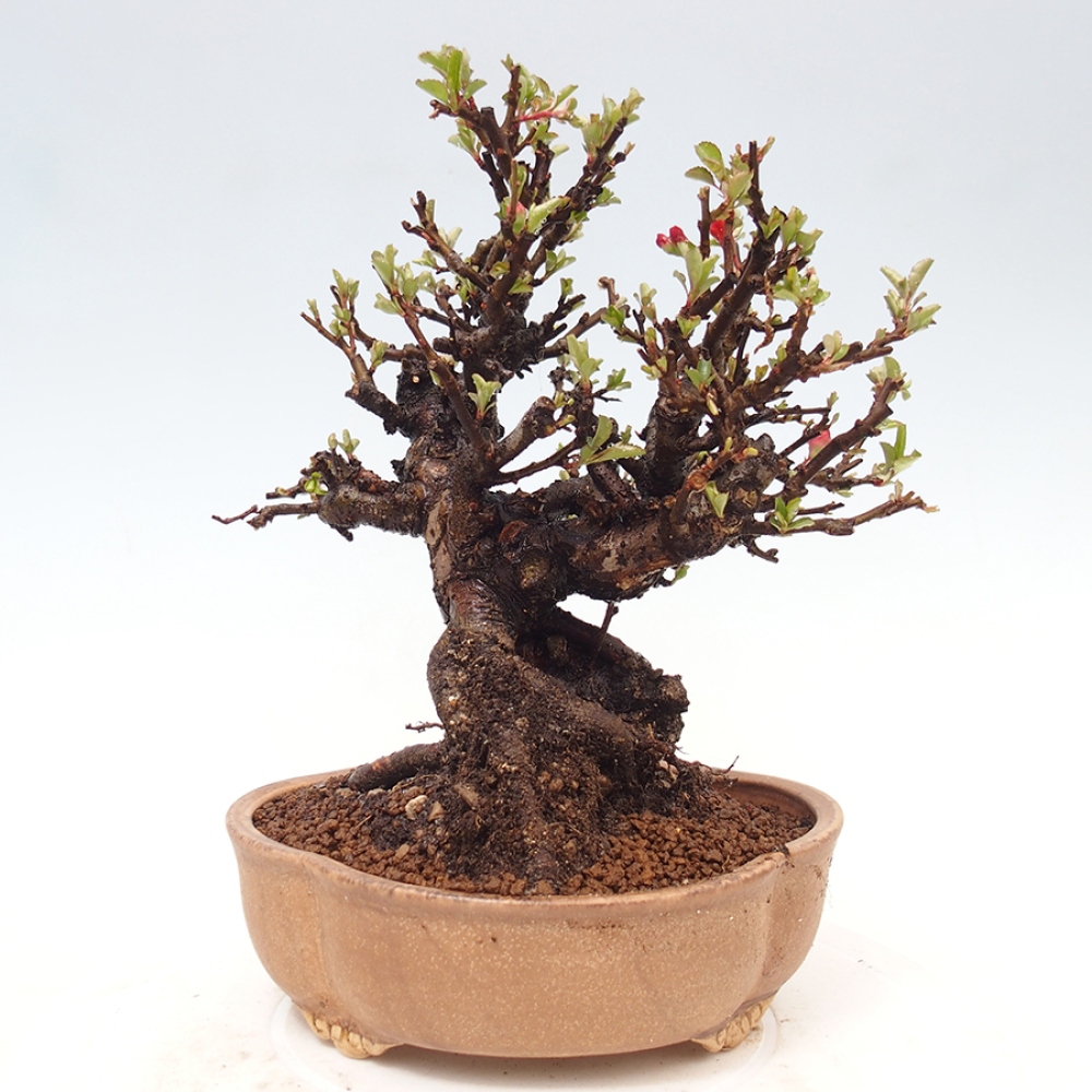Bonsai da esterno - Chaneomeles speciosa - Cotogno