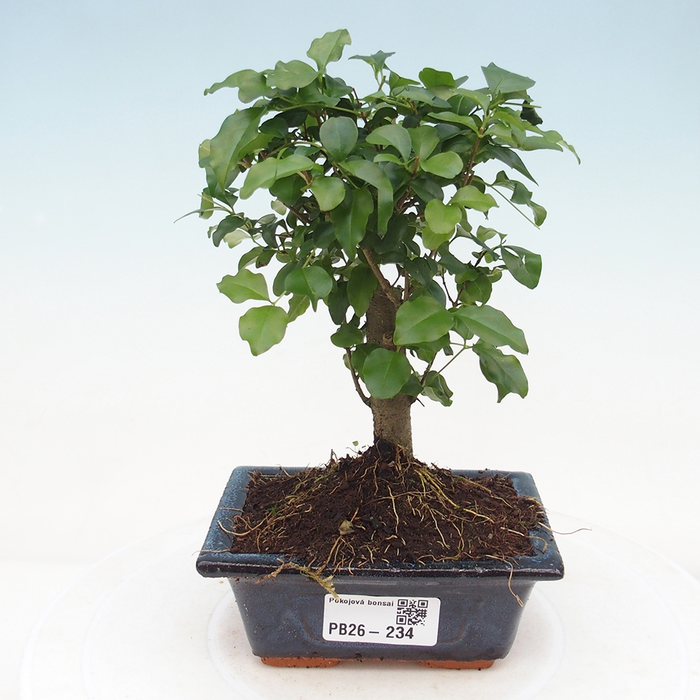 Camera bonsai -Ligustrum chinensis - Becco d'uccello