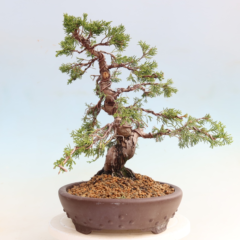 Bonsai da esterno - Juniperus chinensis Itoigawa-Juniperus chinensis