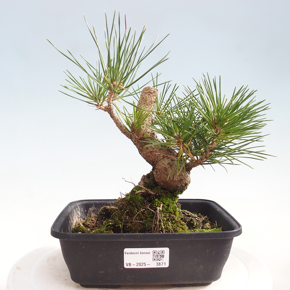 Bonsai da esterno - Pinus thunbergii - Pino di Thunberg