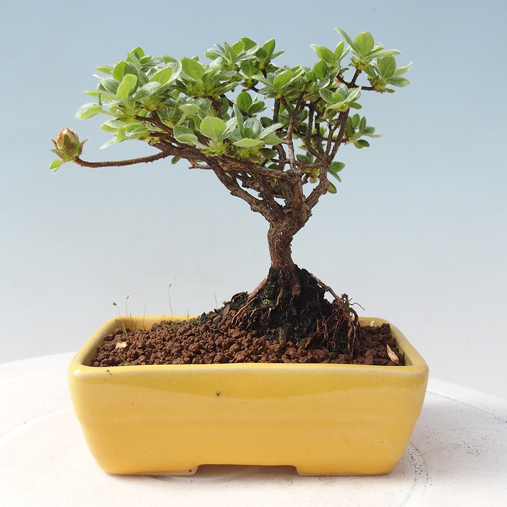 Bonsai da esterno - Rhododendron indicum - Azalea giapponese