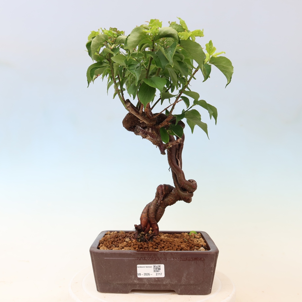Bonsai da esterno - Albicocco giapponese - Prunus Mume