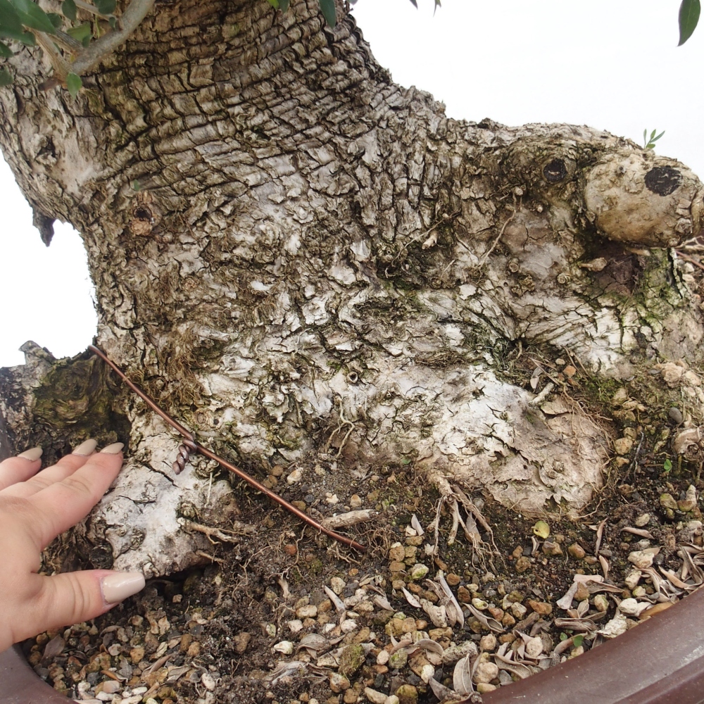 Bonsai da interno - Olea europaea sylvestris
