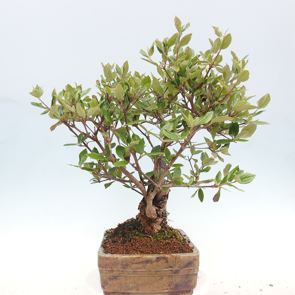 Bonsai all'aperto-Kalina Bodnanská - Viburum carlesii hemsi