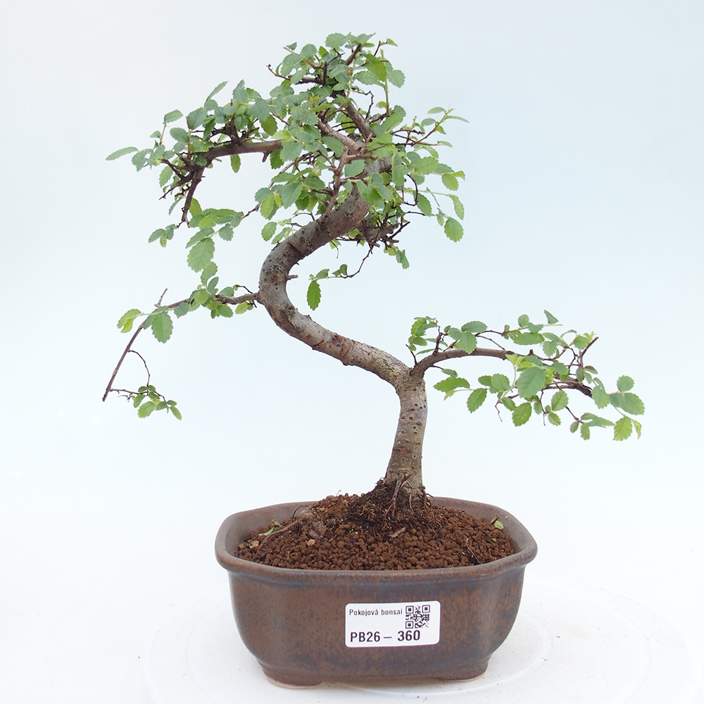 Camera bonsai - Ulmus parvifolia - Olmo a foglie piccole