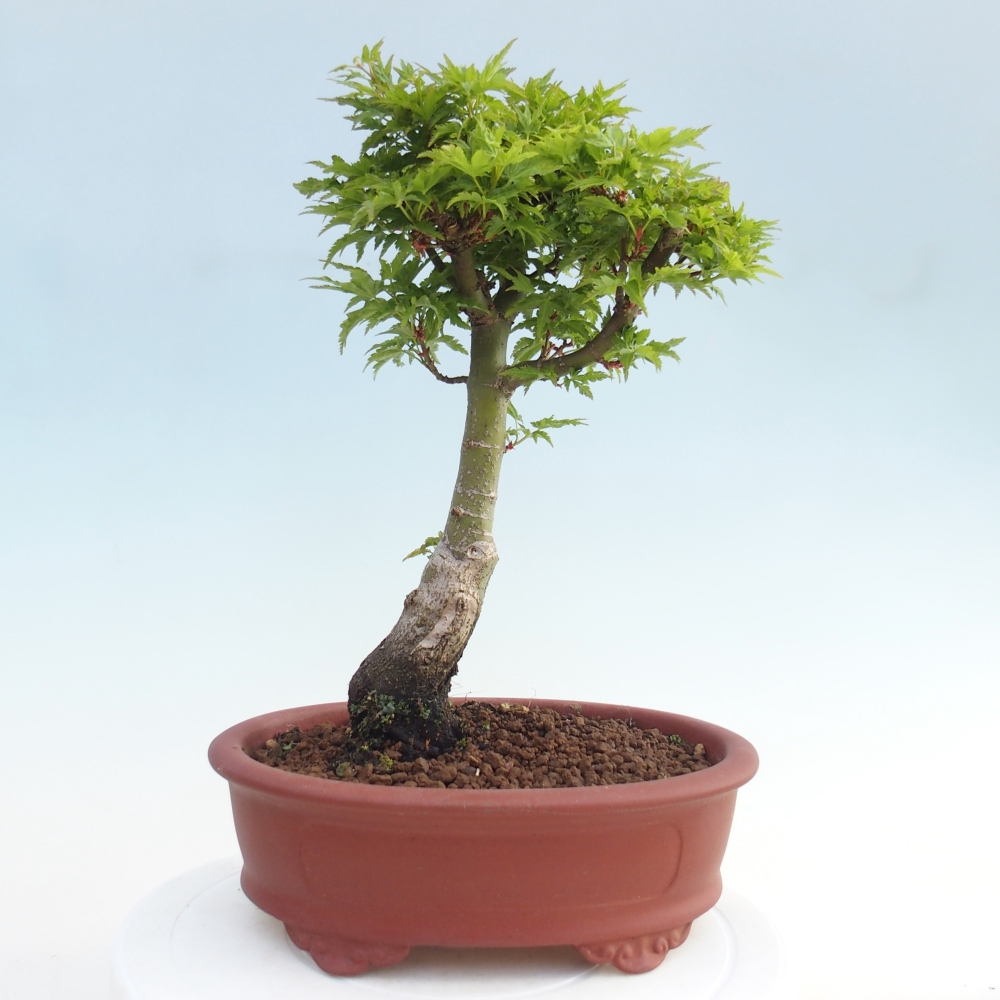 Bonsai da esterno -Palma di Giava Acer palmatum Shishigashira