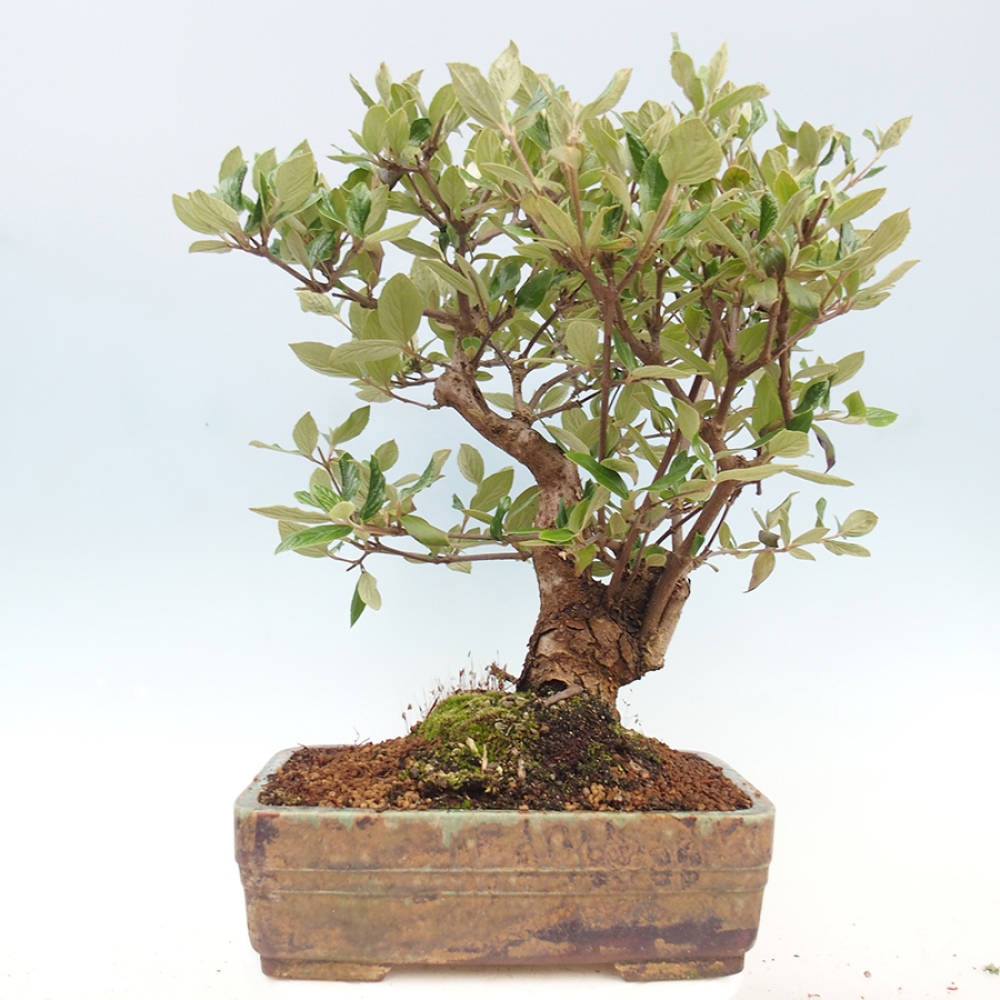 Bonsai all'aperto-Kalina Bodnanská - Viburum carlesii hemsi