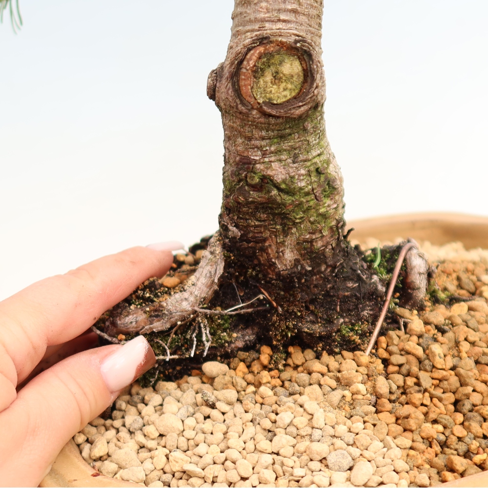 Bonsai da esterno - Pinus mugo Humpy  - Pino mugo
