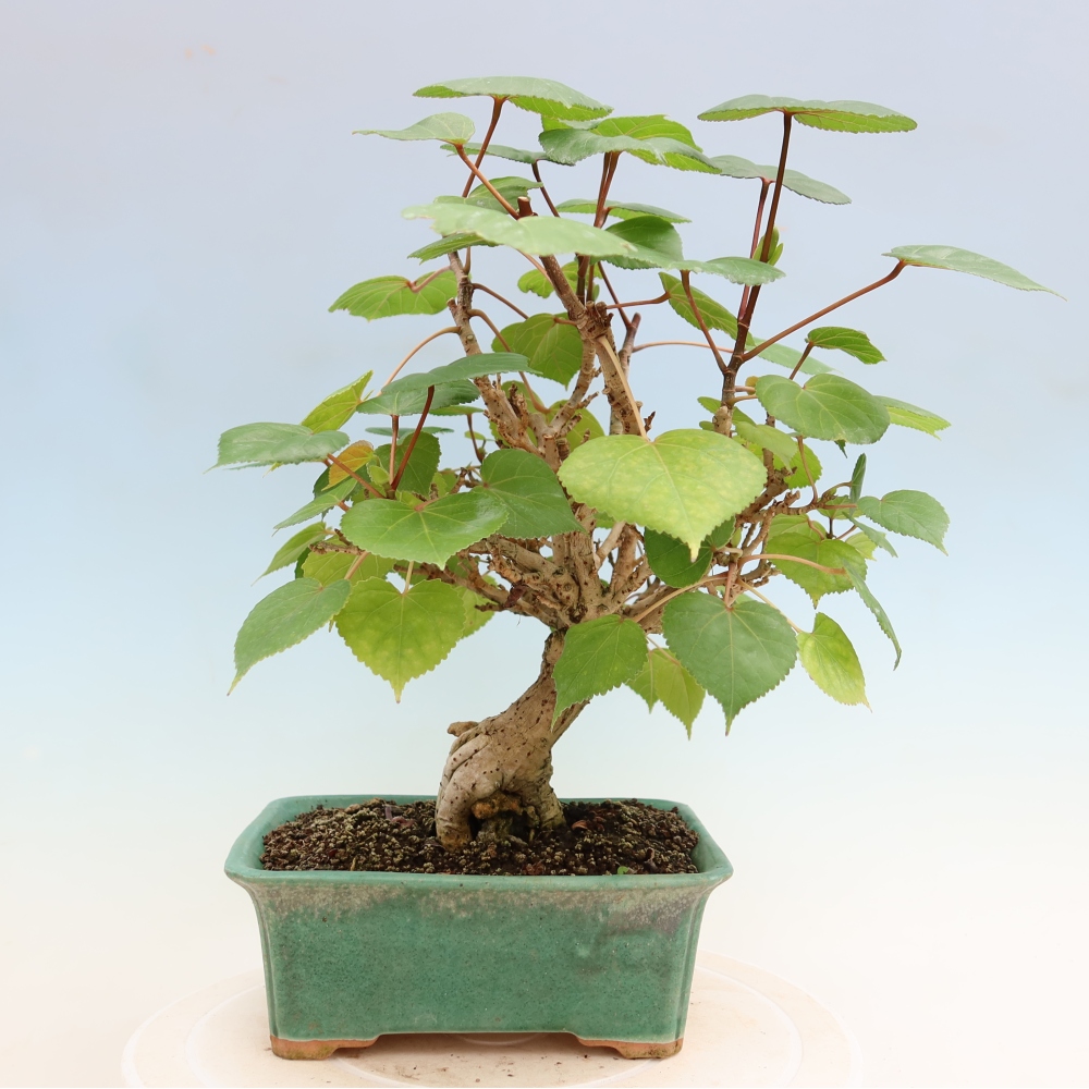 Bonsai da interno - Hibiscus tiliaceus - Ibisco marino
