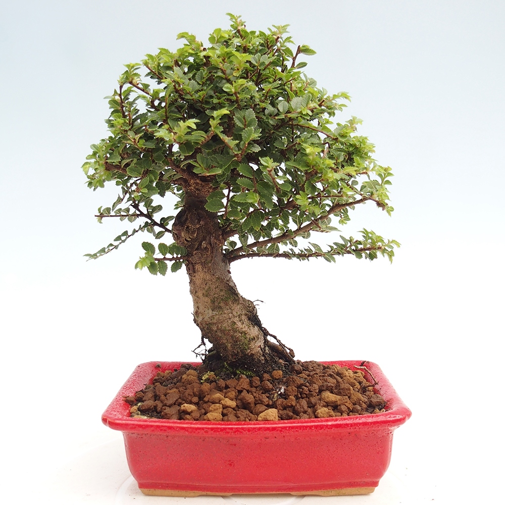 Bonsai da esterno - Ulmus parvifolia Hokkaido - Olmo cinese