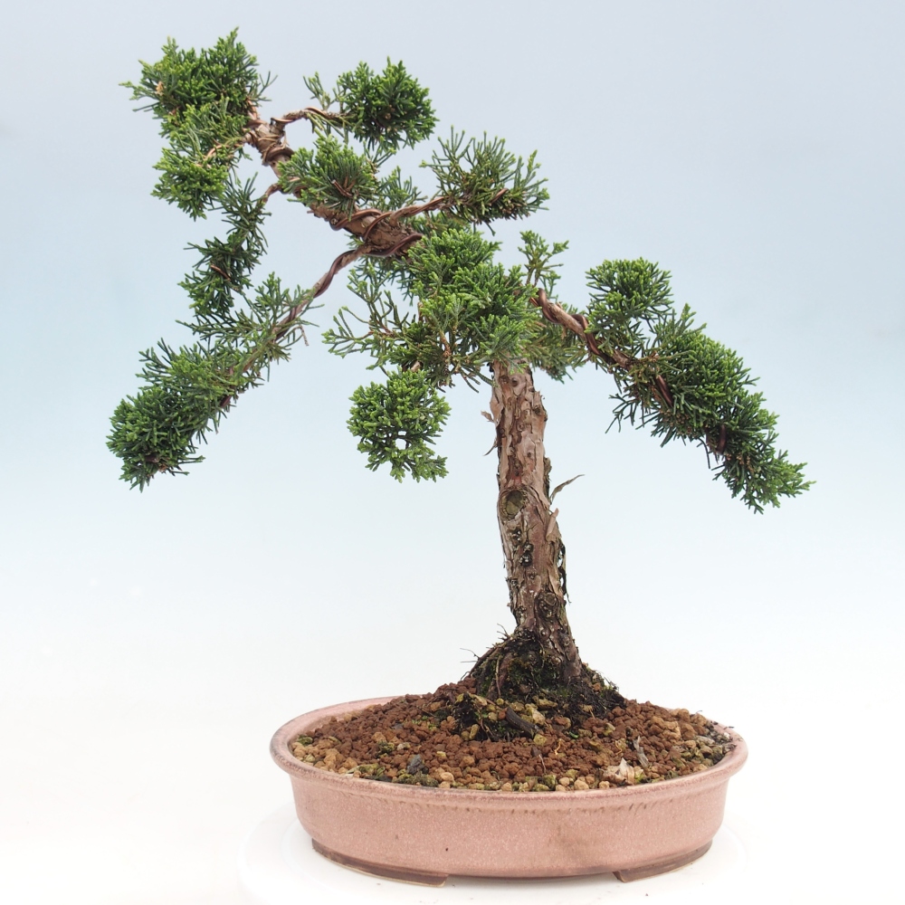 Bonsai da esterno - Juniperus chinensis Kishu