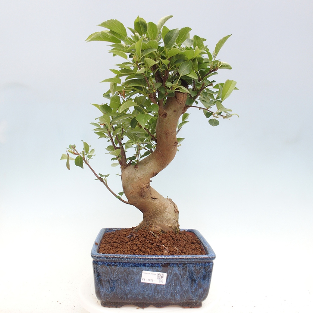 Bonsai da esterno -Malus halliana - Melo a frutto piccolo