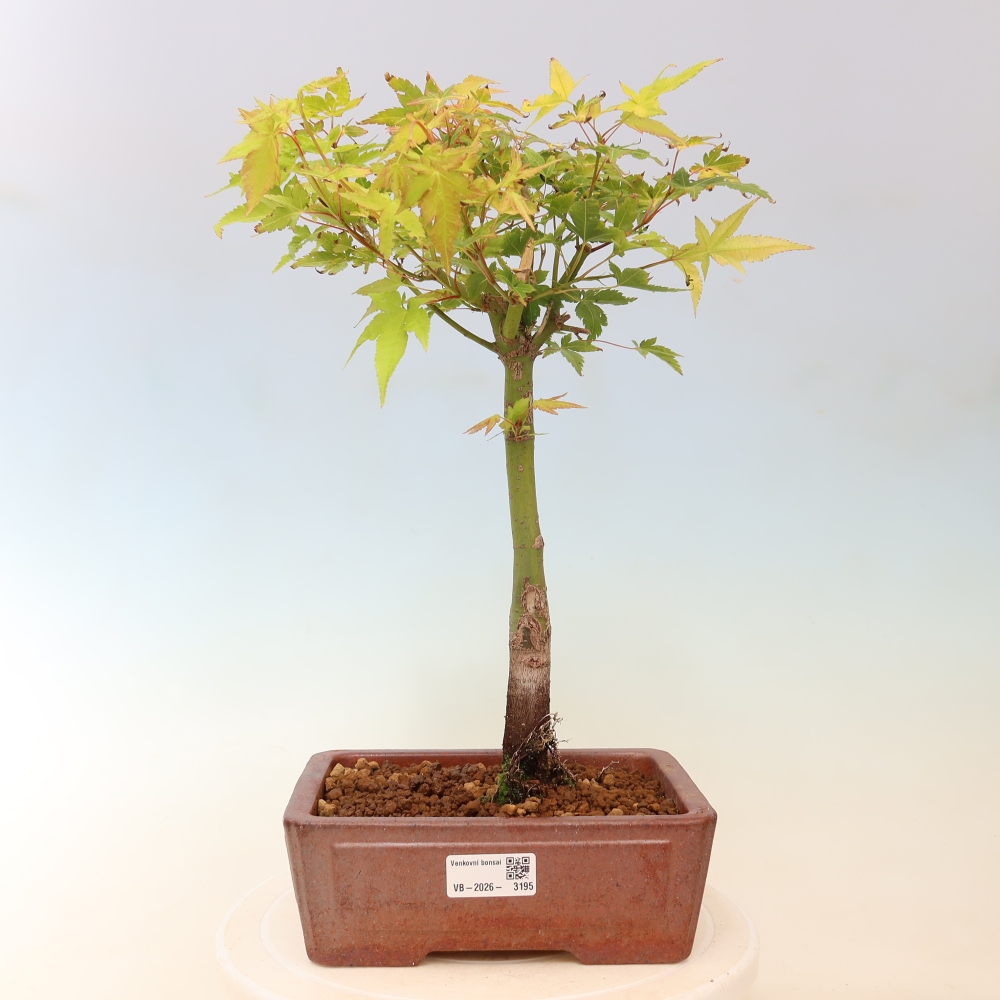 Acer palmatum Aureum - Acero dorato