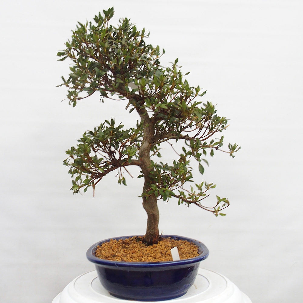 Bonsai da esterno - Azalea giapponese - Azalea CHIHIRO