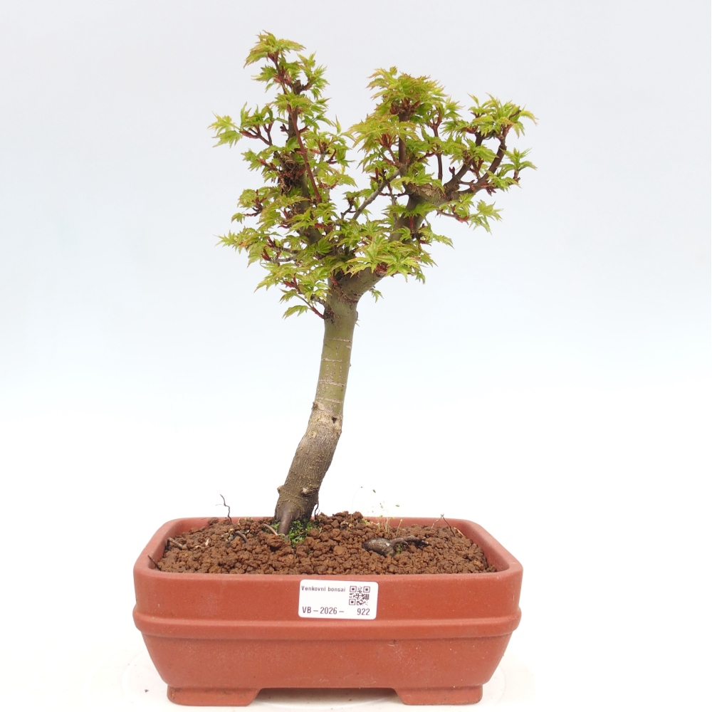 Bonsai da esterno -Palma di Giava Acer palmatum Shishigashira