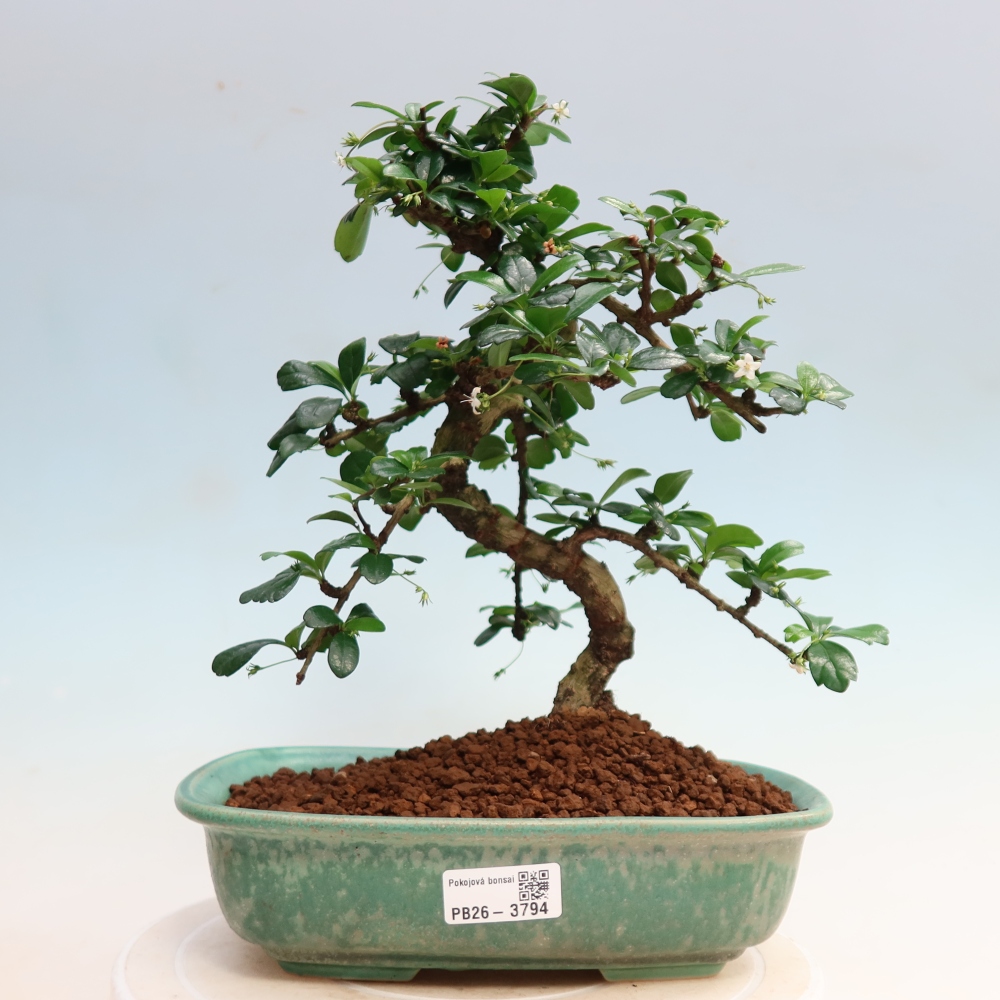 Camera bonsai - Carmona macrophylla - Tea fuki