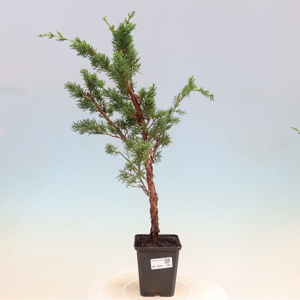 Bonsai da esterno - Juniperus chinensis Kishu