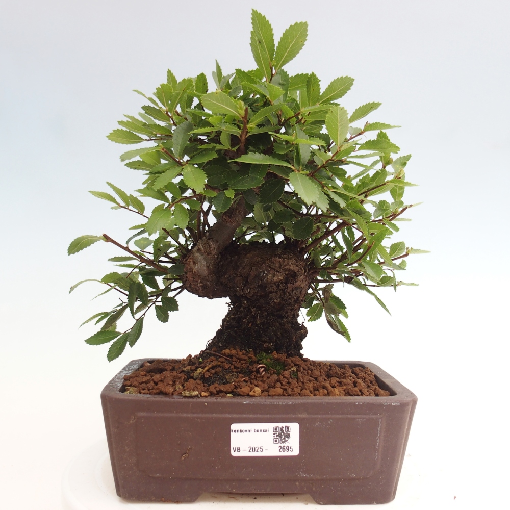 Bonsai da esterno - Zelkova - Zelkova NIRE