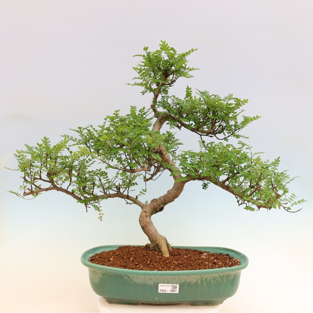 Camera bonsai - Zantoxylum piperitum - albero del pepe