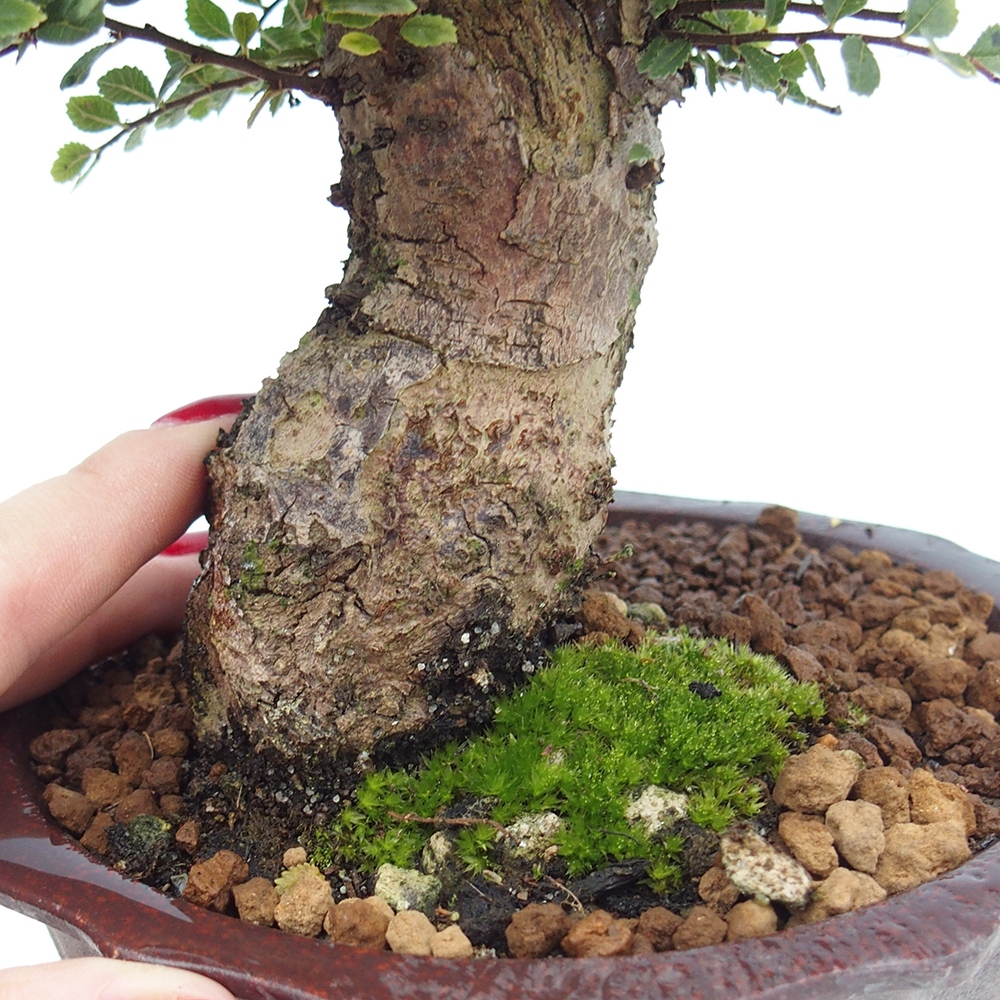 Bonsai da esterno - Ulmus parvifolia Hokkaido - Olmo cinese