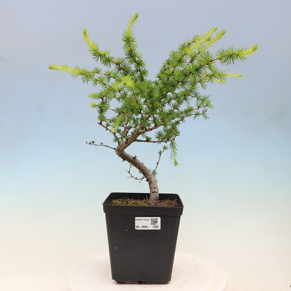 Bonsai da esterno -Larix decidua - Larice