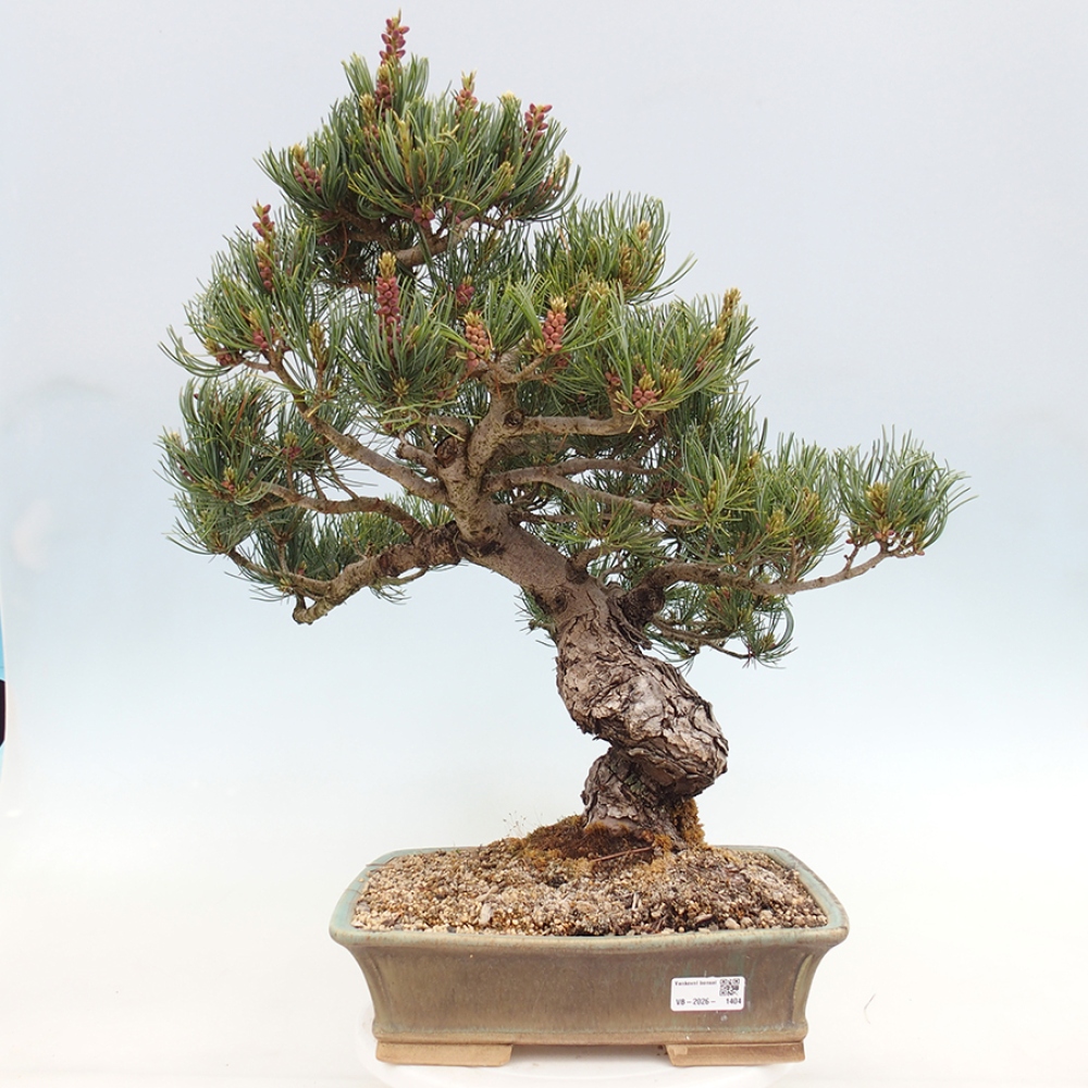 Bonsai da esterno - Pinus parviflora - Pinus parviflora