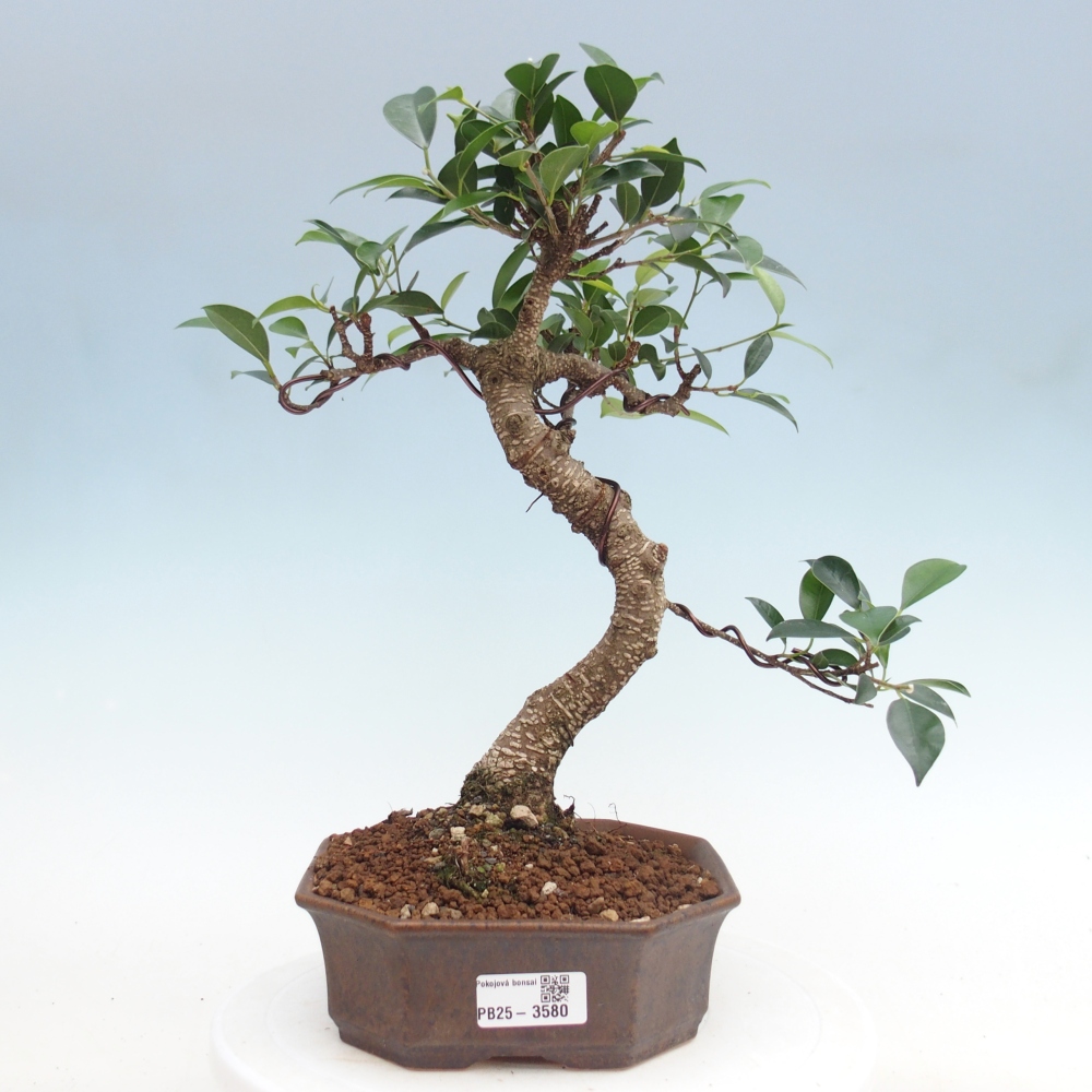 Camera bonsai - Ficus retusa - ficus a foglie piccole