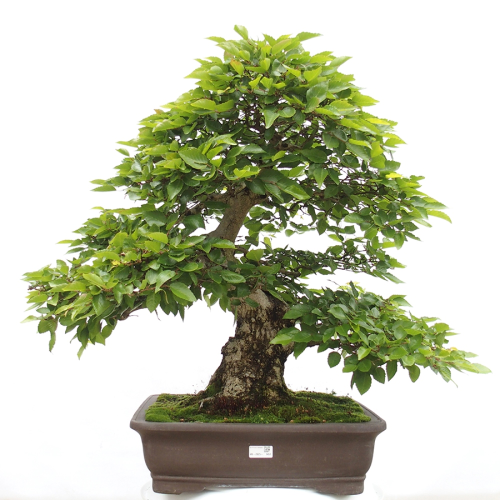 Bonsai da esterno -Carpinus CARPINOIDES - Carpino coreano