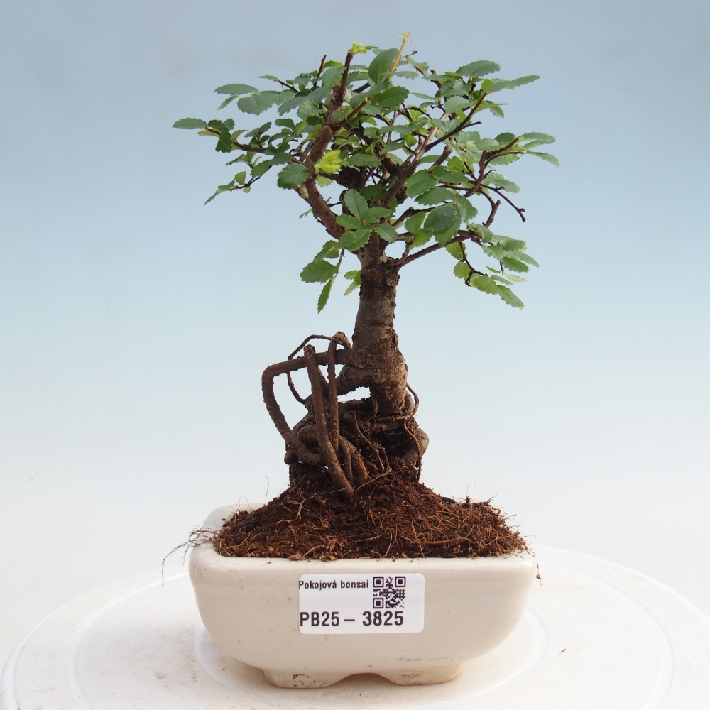 Camera bonsai - Ulmus parvifolia - Olmo a foglie piccole