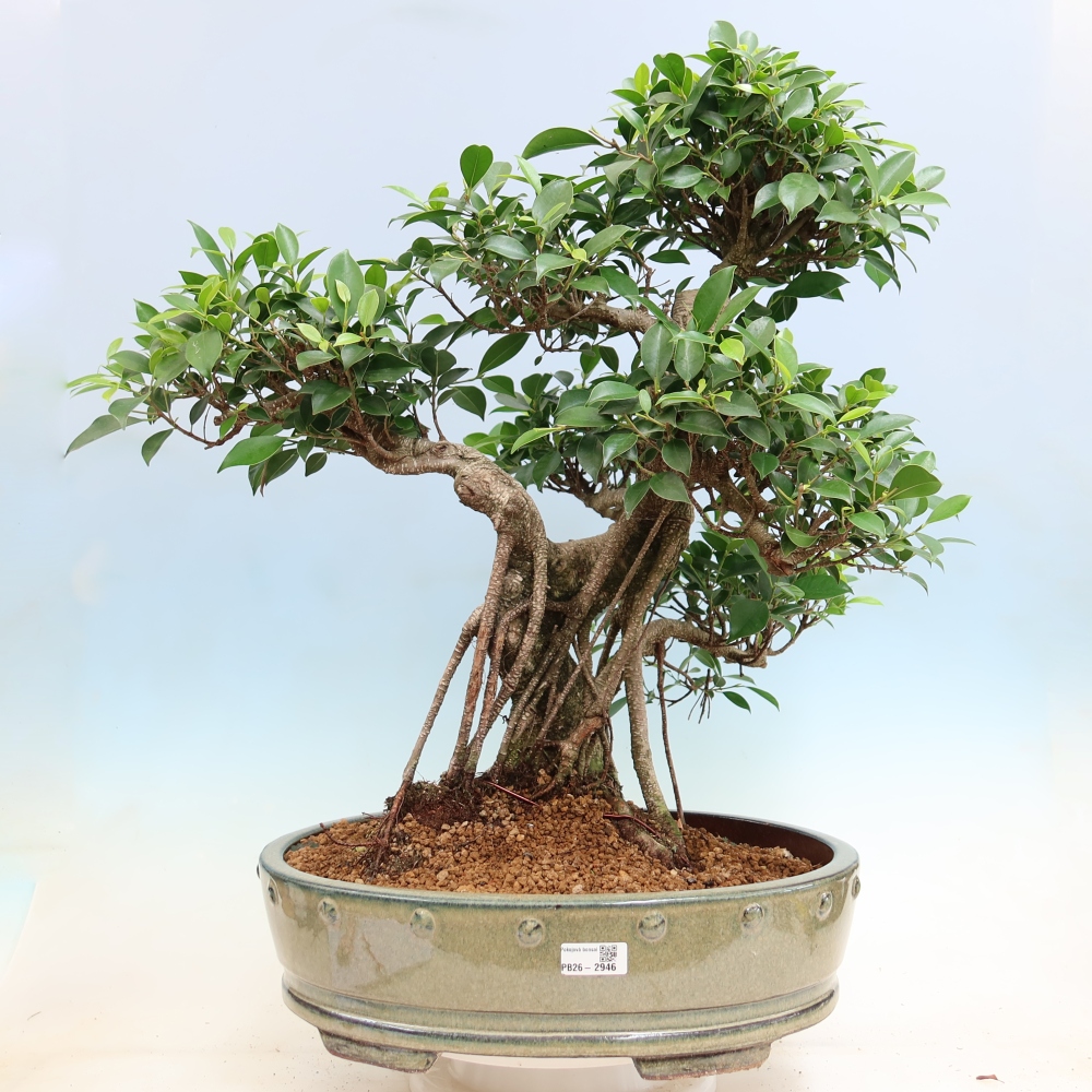 Camera bonsai - Ficus kimmen - ficus a foglie piccole