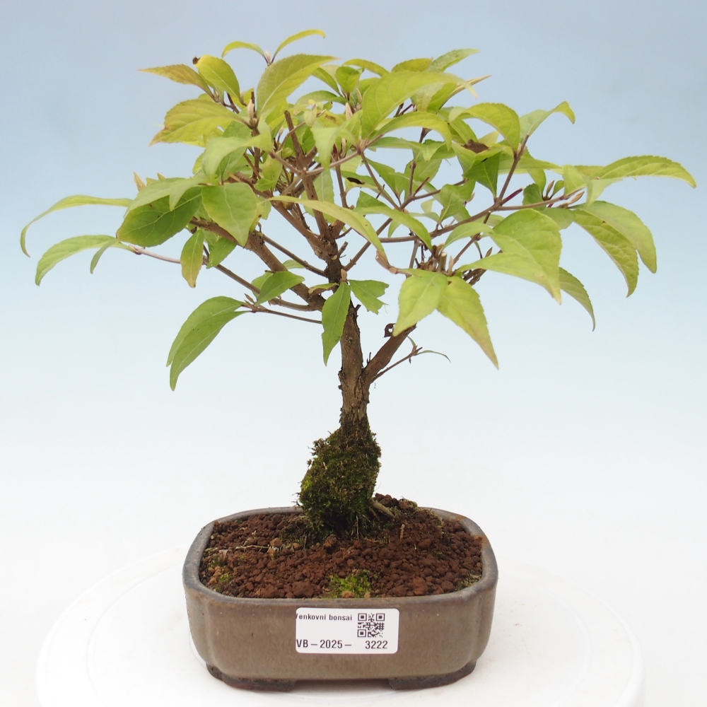 Bonsai da esterno - Callicarpa japonica