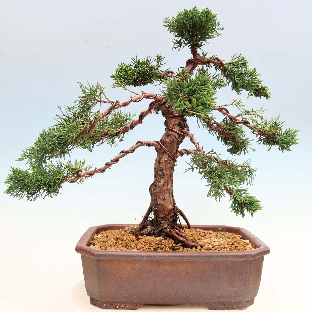 Bonsai da esterno - Juniperus chinensis Kishu