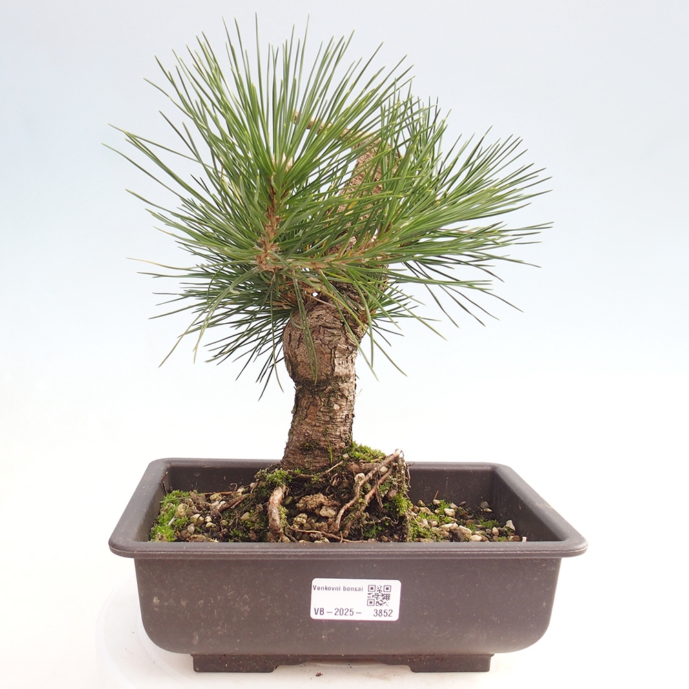 Bonsai da esterno - Pinus thunbergii - Pino di Thunberg