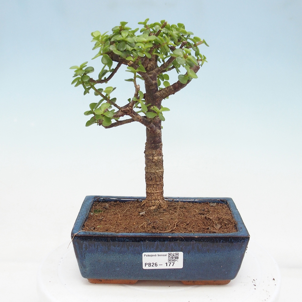 Camera bonsai - Portulakaria Afra - Tlustice