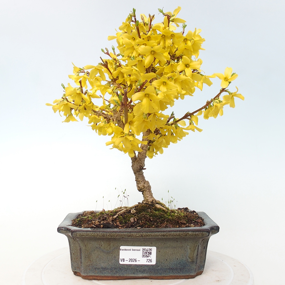 Bonsai da esterno - Zlatice - Forsythia intermedia