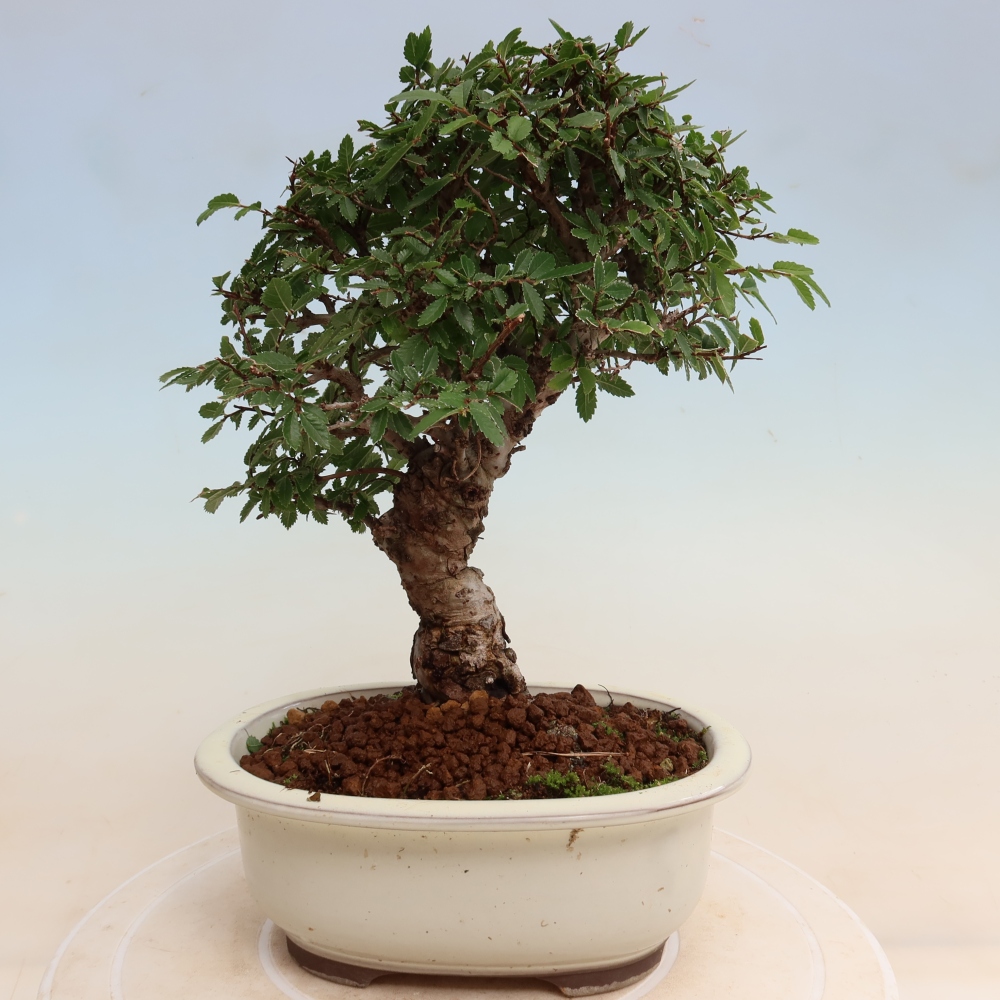 Bonsai da esterno - Zelkova - Zelkova NIRE